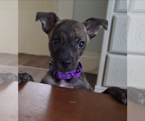 Jolene* - Female Mountain Cur-Unknown Mix Dog for Adoption - Photo #3