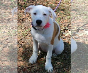 Pocket - Female Argentinian Mastiff-Great Pyrenees Mix Dog for Adoption