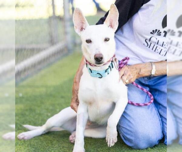 Medium Photo #2 Texas Heeler-Unknown Mix Puppy For Sale in Camarillo, CA, USA