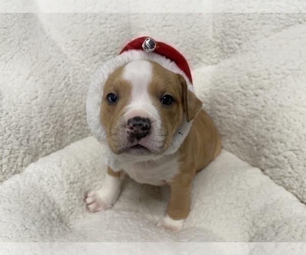 Medium Photo #86 American Bully Puppy For Sale in REESEVILLE, WI, USA