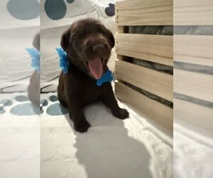 Labrador Retriever Puppy for sale in WEBSTER, FL, USA