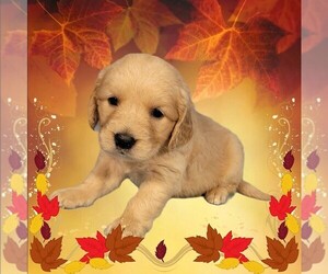 Golden Retriever Puppy for Sale in BLACK FOREST, Colorado USA