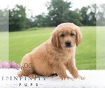 Small #5 Golden Retriever