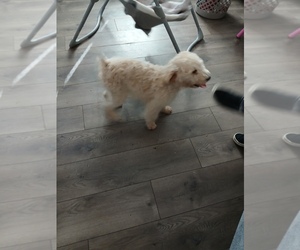 Double Doodle Puppy for sale in WINTON, CA, USA