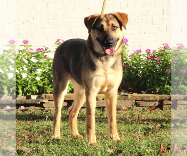 Medium Photo #8 Mutt Puppy For Sale in Canton, CT, USA