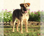 Small #7 Mutt