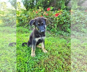 Medium German Shepherd Dog