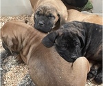 Small Photo #12 Cane Corso-Dogue de Bordeaux Mix Puppy For Sale in GIG HARBOR, WA, USA
