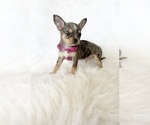 Small #7 Chihuahua