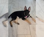 Small #6 German Shepherd Dog