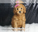 Puppy Nika AKC Poodle (Toy)