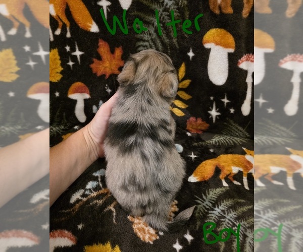 Medium Photo #21 Chizer Puppy For Sale in MONTEZUMA, GA, USA