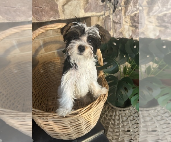 Medium Photo #2 Yorkshire Terrier Puppy For Sale in BRIDGETON, NJ, USA