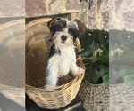 Small #1 Yorkshire Terrier