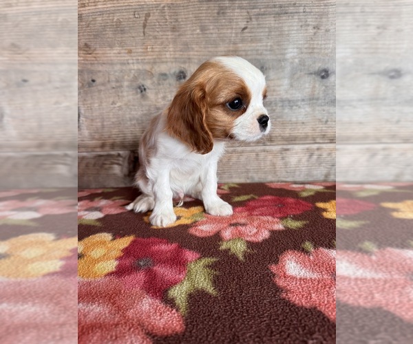 Medium Photo #4 Cavalier King Charles Spaniel Puppy For Sale in VERMONTVILLE, MI, USA