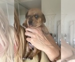 Small #4 Dachshund