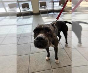 American Staffordshire Terrier-Unknown Mix Dogs for adoption in San Antonio, TX, USA