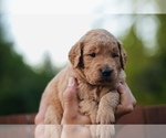 Small #3 Goldendoodle (Miniature)