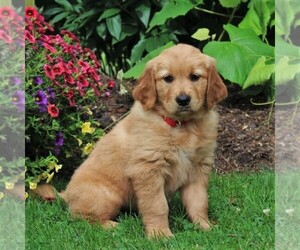 Golden Retriever Puppy for sale in CHRISTIANA, PA, USA