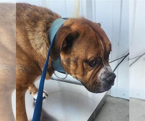 American Pit Bull Terrier-Unknown Mix Dogs for adoption in Bakersfield, CA, USA