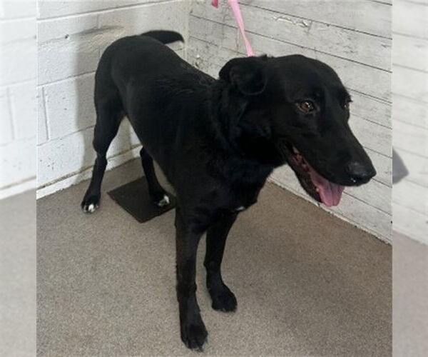 Medium Photo #2 German Shepherd Dog-Unknown Mix Puppy For Sale in San Bernardino, CA, USA