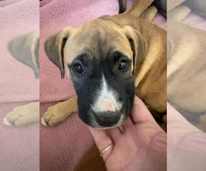 Cider - Female American Staffordshire Terrier-Boxer Mix Dog for Adoption - Photo #8