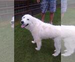 Small #5 Great Pyrenees