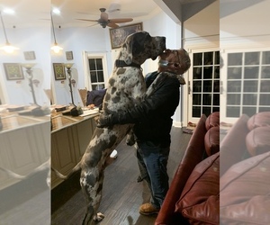 Father of the Great Dane puppies born on 01/03/2023