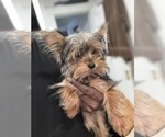 Small #3 Yorkshire Terrier