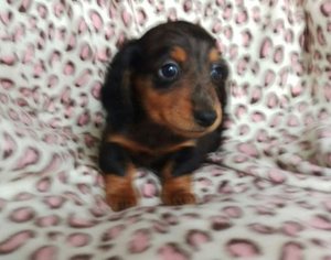 Dachshund Puppy for sale in HONEY BROOK, PA, USA