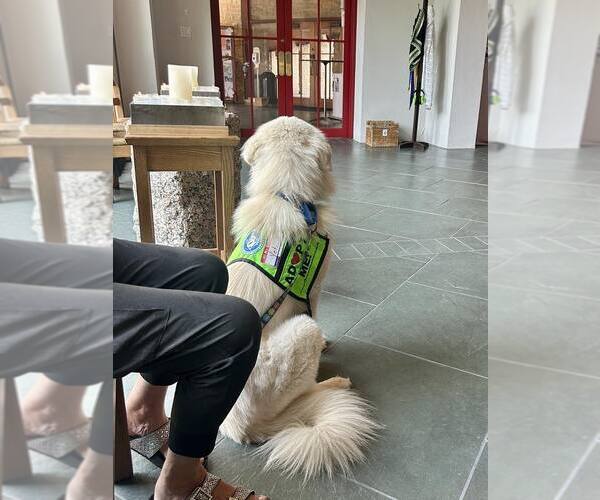 Medium Photo #15 Great Pyrenees-Unknown Mix Puppy For Sale in Houston, TX, USA