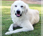 Small Photo #1 Golden Pyrenees Puppy For Sale in Glendale , AZ, USA