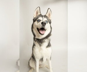 Aspen - Female Siberian Husky Dog for Adoption - Photo #2