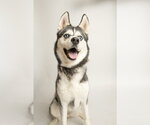 Small Photo #2 Siberian Husky Puppy For Sale in Rowlett, TX, USA