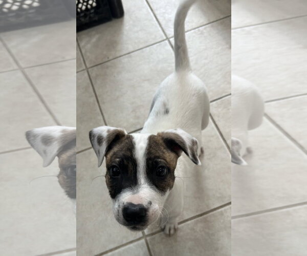 Medium Photo #10 Australian Shepherd-Unknown Mix Puppy For Sale in Stephens City, VA, USA