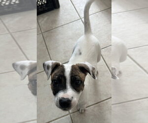 Patch - Male Australian Shepherd-Unknown Mix Dog for Adoption - Photo #10