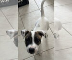 Small #9 Australian Shepherd Mix