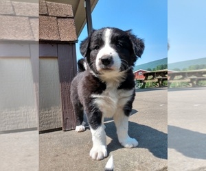 Border Collie Puppy for sale in MC VEYTOWN, PA, USA