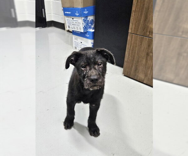 Medium Photo #1 Chinese Shar-Pei-Unknown Mix Puppy For Sale in Temple, TX, USA