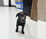 Small Chinese Shar-Pei Mix