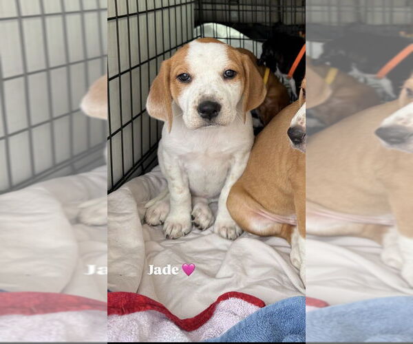 Medium Photo #2 Mutt Puppy For Sale in Wenonah, NJ, USA