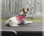 Small Photo #35 Chihuahua-Unknown Mix Puppy For Sale in Rosenberg, TX, USA