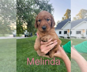 Golden Irish Puppy for sale in CARO, MI, USA