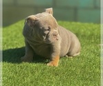 Small #9 English Bulldog