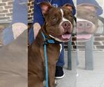 Small #10 American Pit Bull Terrier-Staffordshire Bull Terrier Mix