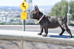 Small Photo #6 French Bulldog Puppy For Sale in INGLEWOOD, CA, USA