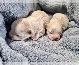 Maltese Puppy for sale in CORNERSVILLE, TN, USA