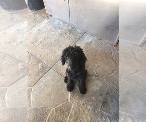 Poodle (Standard) Puppy for sale in WESTMINSTER, CA, USA
