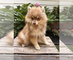 Small #3 Pomeranian