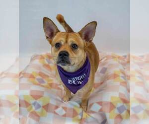 Wanda - Female Bulldog-Unknown Mix Dog for Adoption - Photo #4